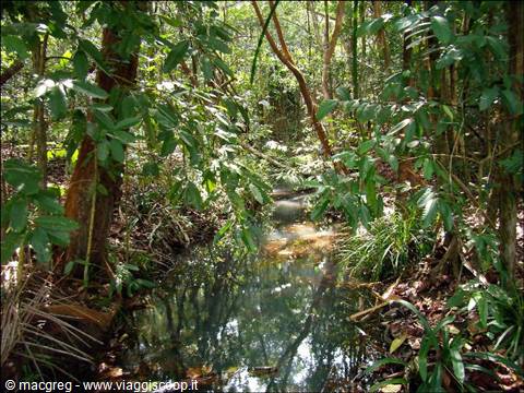 Small stream flowing between trees and green leaves in the jungle