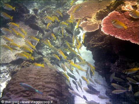 School of yellow and gray fish swimming among red corals underwater