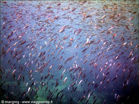 School of small silvery fish swimming in clear blue water