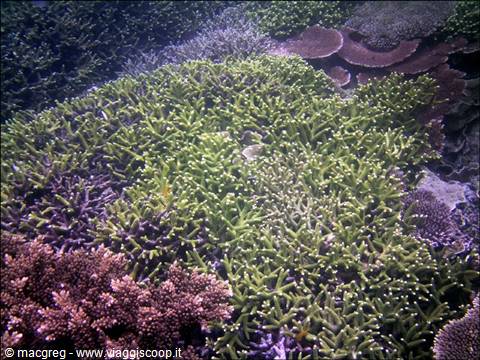 Green Acropora coral colony underwater, dense branching among brown corals