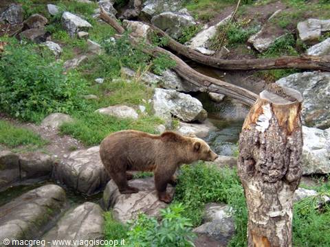 Bears in Skansen