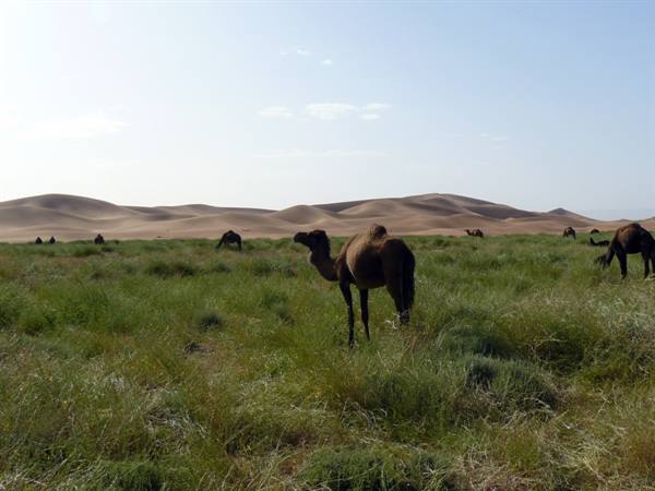 Chegaga dunes