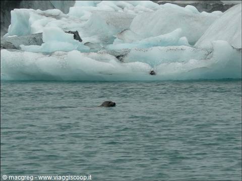 seals at the glacial lagoon of Jokulsarlòn