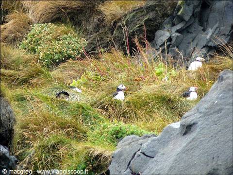 Vik, puffin