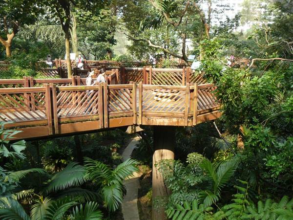 Elevated wooden walkway winding through tropical trees, visitors stroll in dappled shade