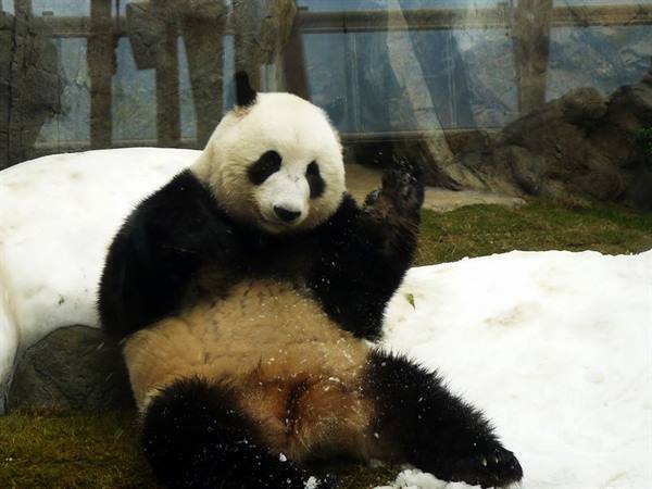 Giant panda sitting on snow raises its paw in zoo enclosure