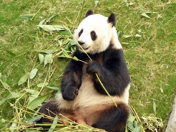 Giant panda sitting on grass eating bamboo with its paw