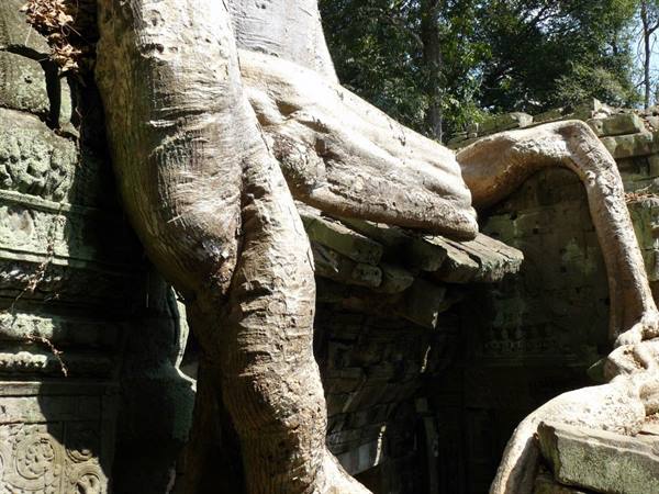 Giant banyan roots wrap around carved stone walls at Ta Prohm temple