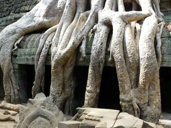 Giant roots covering carved ancient stone at Ta Prohm temple