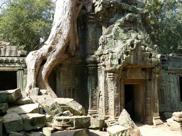 Giant roots engulf the carved stone blocks of Ta Prohm temple