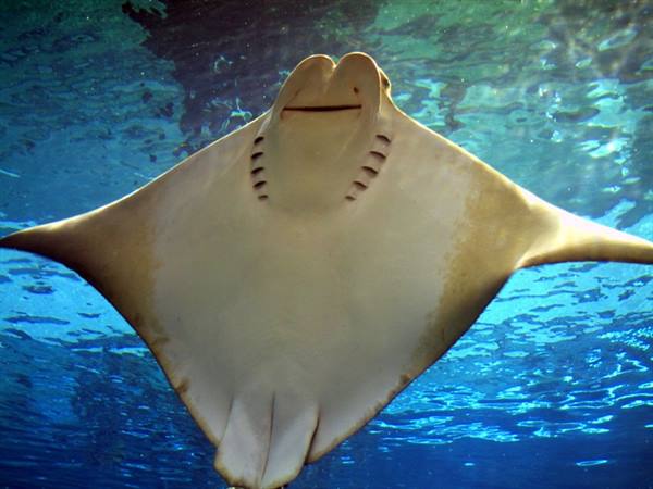 atlantis
