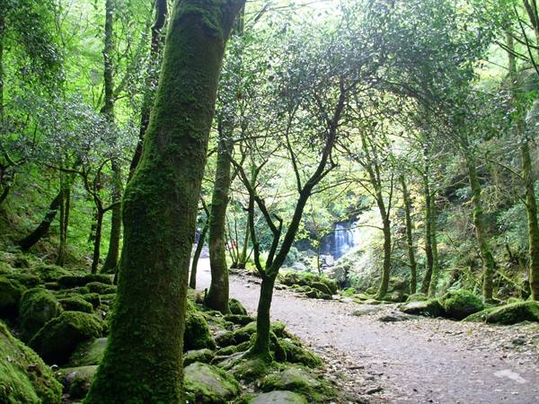 Path through moss-covered trees with waterfall behind, Torc Waterfall