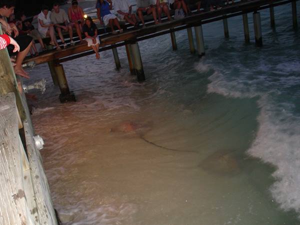 Maldivian feeds rays