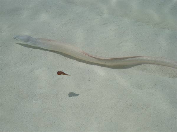an ugly white moray