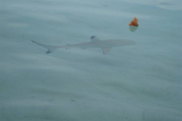 little shark on the shore