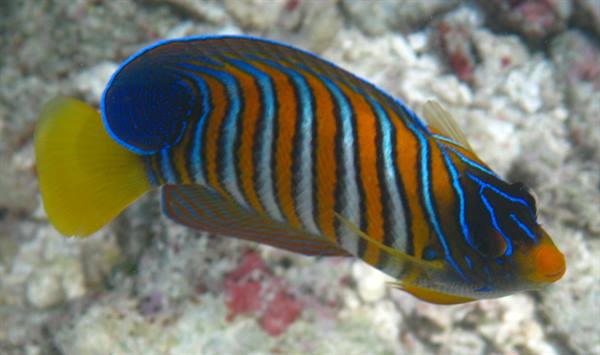 Royal angelfish with orange and blue stripes swims over coral reef