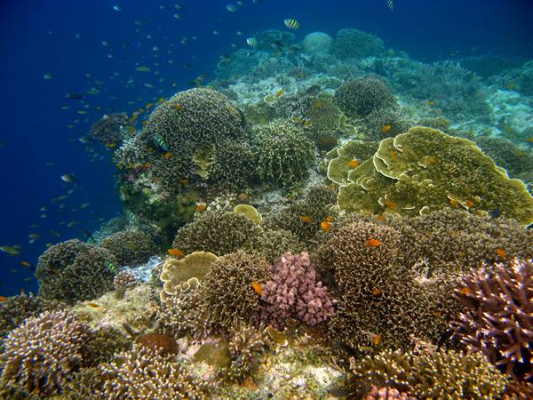 Snorkeling seabed in Balicasag