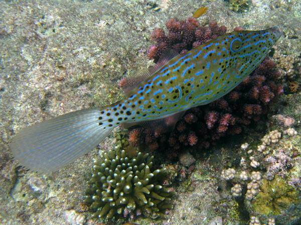 Scrawled filefish swims among red and green corals underwater