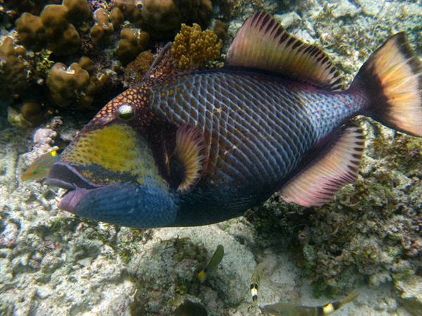 Giant triggerfish swims among colorful corals over rocky seabed