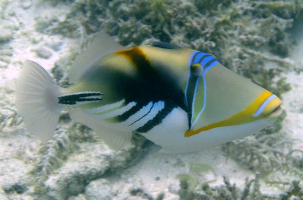Picasso triggerfish swims among corals over sandy seabed