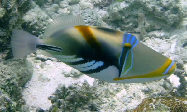 Picasso triggerfish swims over coral and white sand