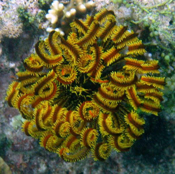 Yellow and orange feather star with curled arms over corals, clear water