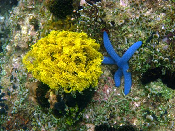 Blue sea star and yellow crinoid on submerged coral