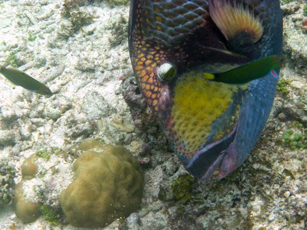Colorful triggerfish swims near coral reef bottom with a small wrasse