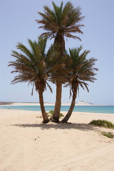 Three leaning palm trees on sand in front of turquoise sea, Boa Vista