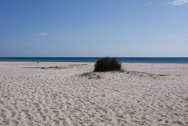 Grass tuft on white sand with turquoise sea and blue sky behind