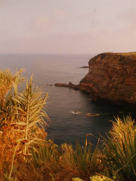 Wild plants before brown cliffs dropping into the calm sea