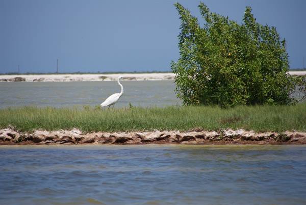 White egret on grass between waters and a green bush