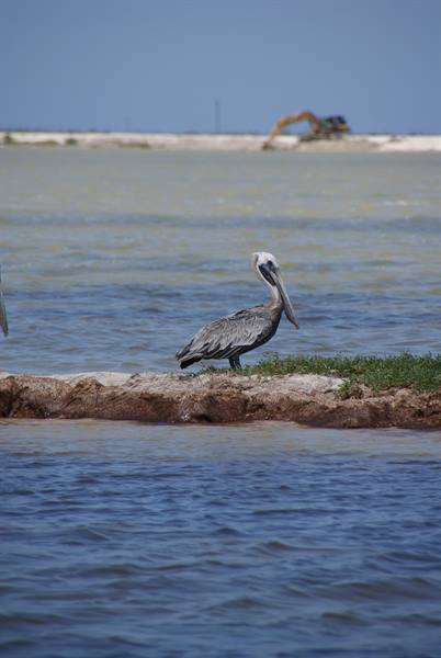 Pelican standing on a grassy rock, excavator on the shore behind