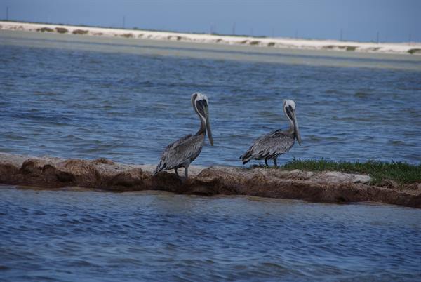 Two pelicans standing on a rocky jetty between blue waters and sandy shore