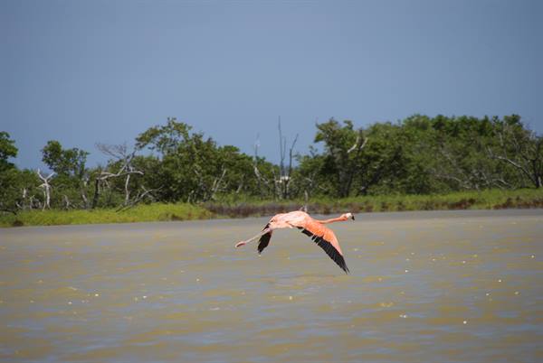 A pink flamingo flies low over green water, trees and blue sky behind
