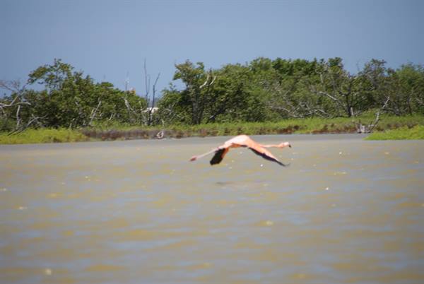 A pink flamingo flies low over brown water in front of green trees
