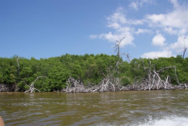 Mangrove trees with tangled roots along the shore, brown water under blue sky
