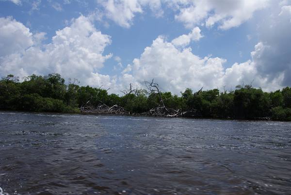 Dark river with dead trees and green forest under white clouds