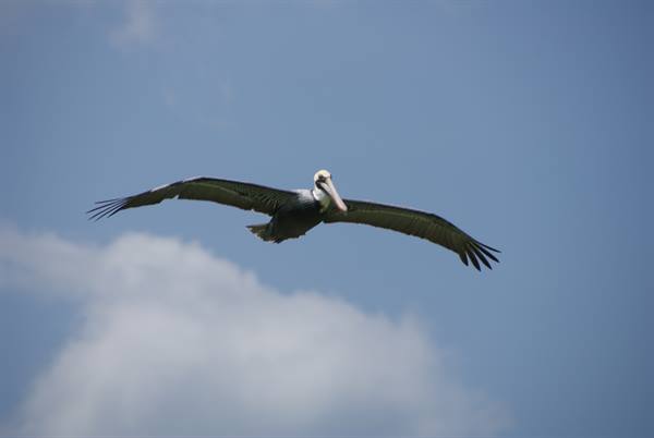 Pelican flying with spread wings against a blue sky with clouds