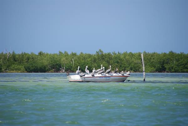 Pelicans perched on a small anchored boat in turquoise water by green mangroves