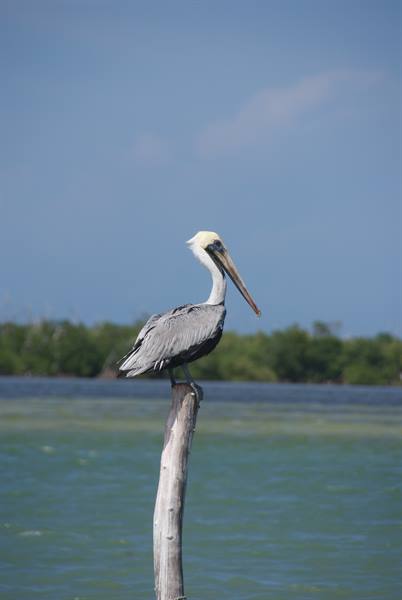 Pelican perched on a wooden pole above green water, tropical lagoon