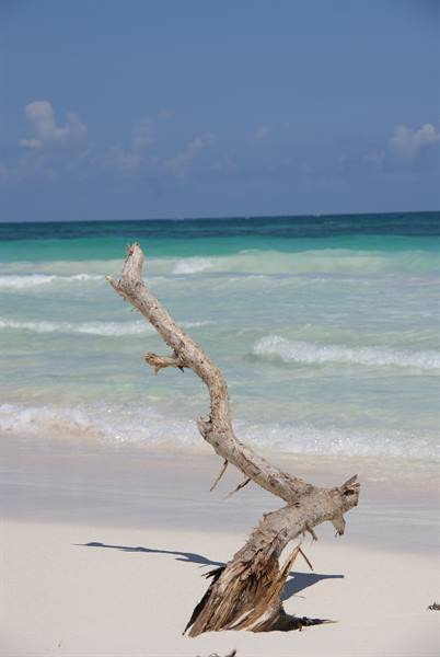 Dry pale driftwood trunk on white sand in front of turquoise waves