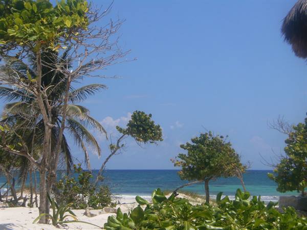 Palm trees and green bushes on white sand by the turquoise sea, clear sky
