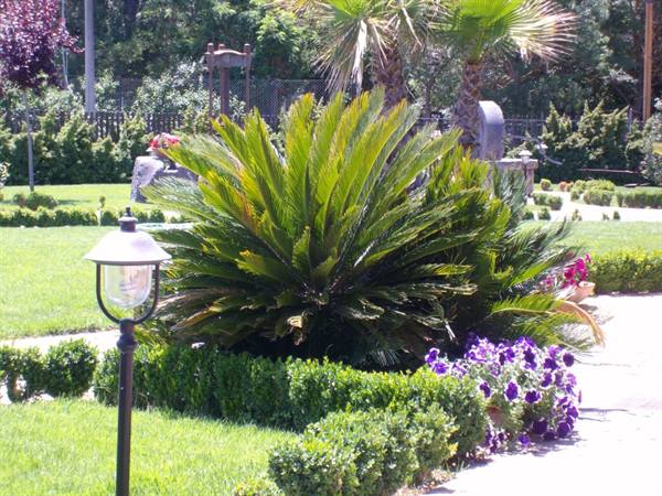 Greenery at the farmhouse