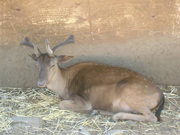 Animals at the Nelson farmhouse