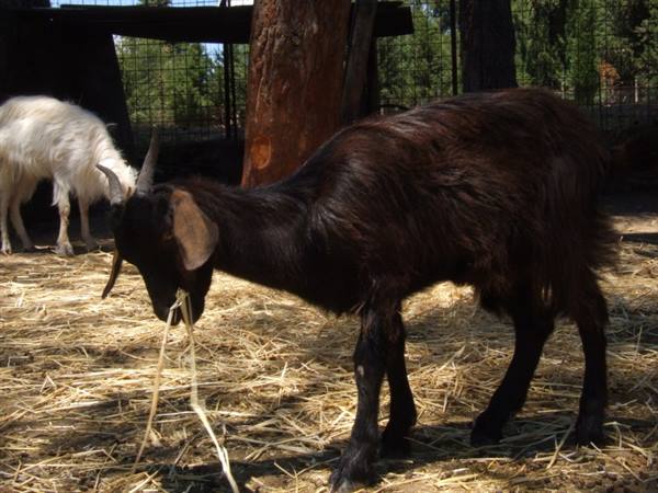 Animals at the Nelson farmhouse