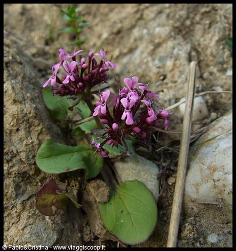 Calatabiano - Flowers among the stones, along the castle road
