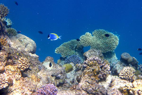 Snorkelling at Olhuveli