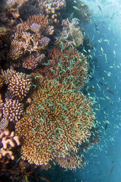 Snorkelling off Olhuveli 
