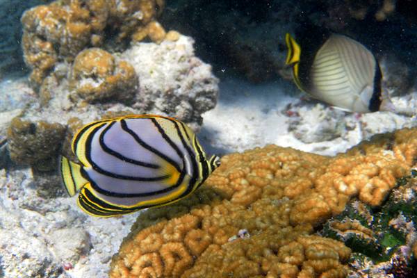 Snorkelling off Olhuveli 